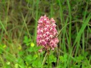 Le Colorado Provençal - La Flore Le Colorado Provençal - La Flore