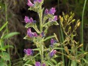 Le Colorado Provençal - La Flore Le Colorado Provençal - La Flore