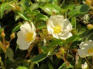 Le Colorado Provençal - La Flore Le Colorado Provençal - La Flore